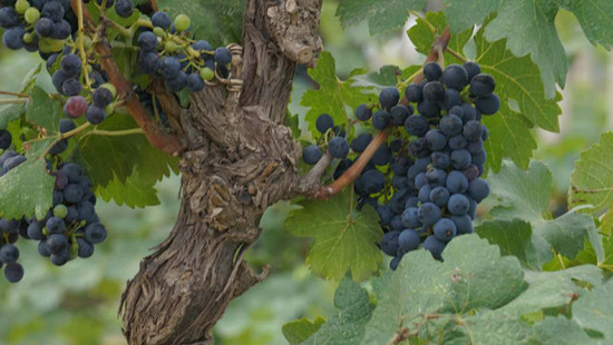 Image: Red grape harvest at Leirenshou Winery, credit Feng Qing