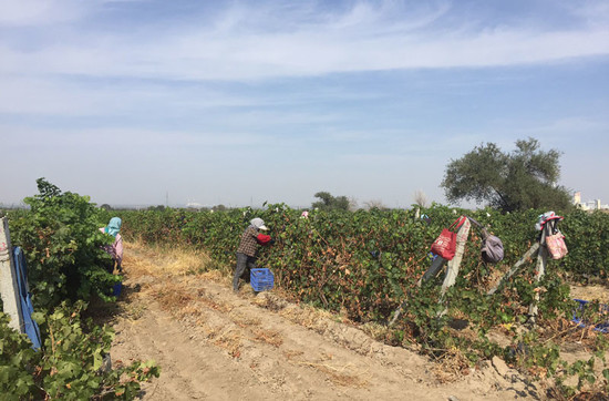 Image: Vineyards of the same region as the image above, but with less management, credit LI Demei