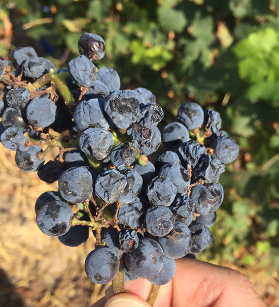 Image: Red grapes affected by rot, Xinjiang, credit LI Demei