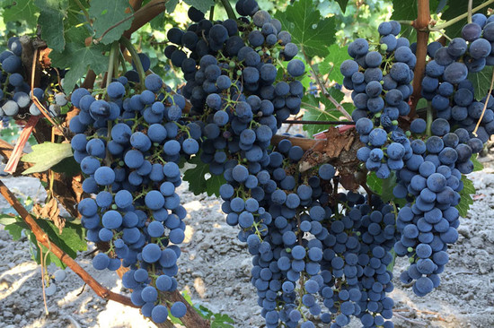 Image: Vineyard under careful management, Xinjiang, credit LI Demei