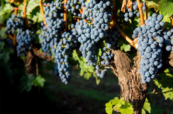 Merlo, Mallorca, Vignes Mortitz. Credit JulieBenz Credit: juliebenzphotography.com