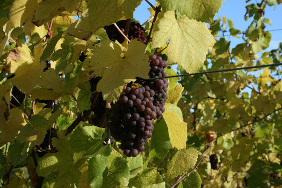 Image: Gewurztraminer, Alsace