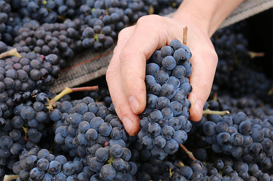 Image: Pinot Meunier grapes in Oregon. Credit: Amanda Barnes 