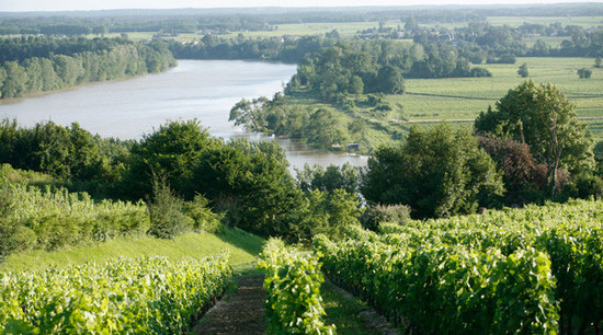 Image: Bordeaux vineyards
