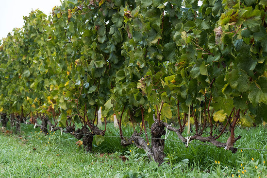 Image: Tertre Roteboeud vineyard, credit Li Demei