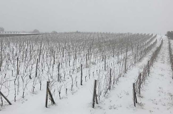 Snow in vineyards in Etna.