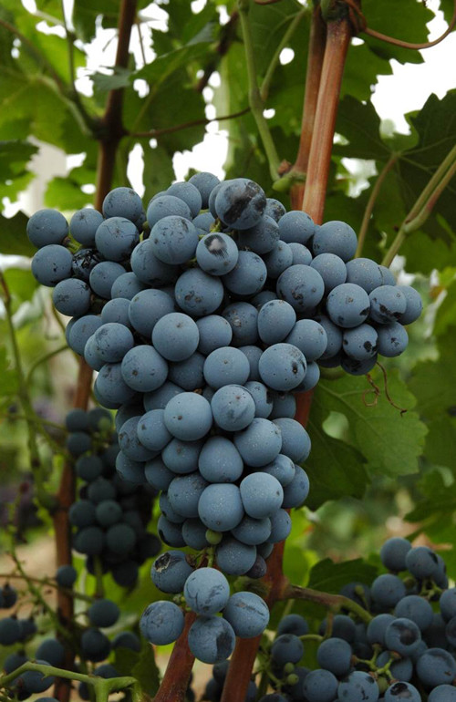 Image: Marselan grapes