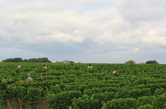 Credit: Château d'Yquem Twitter