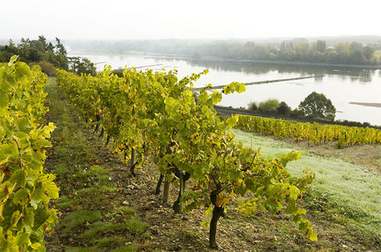 Image: Loire Valley vineyards