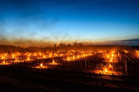 Fires to prevent the frost at Ridgeview in Sussex. Credit: Julia Clatxon: International Garden Photographer of the Year/Royal Photographic Society Silver Medallist