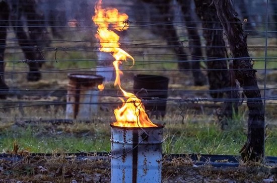 Burning bougies at Ridgeview in Sussex. Credit: Julia Claxton: International Garden Photographer of the Year/Royal Photographic Society Silver Medallist