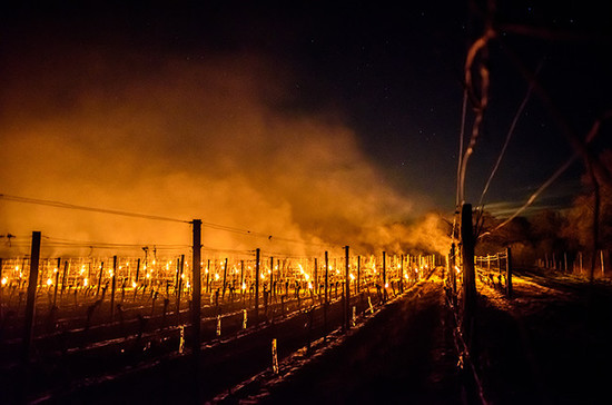 Frost preventing fires at Ridgeview in Sussex. Credit: Julia Claxton: International Garden Photographer of the Year/Royal Photographic Society Silver Medallist.