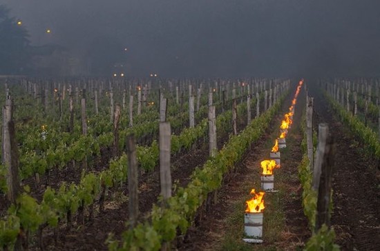 圣爱美浓产区（St-Emilion ）的葡萄园，人们生火抵御霜冻。 © Jean-Bernard Nadeau / Cephas