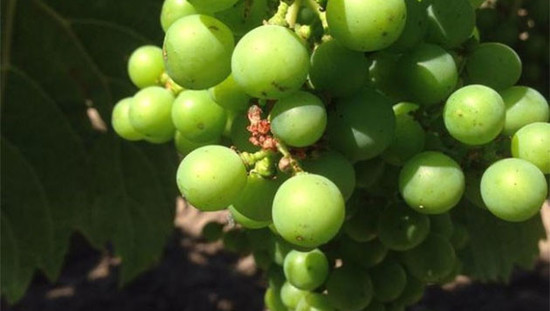 Bordeaux 2015, white wine harvest Credit: Jonathan Ducourt 