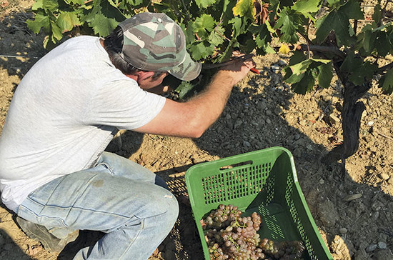 A prisoner harvesting grapes on Gorgona island