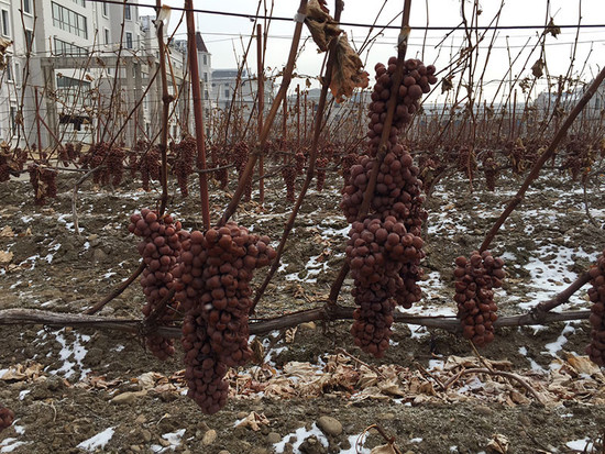 Image: Huanren ice wine region, Northeast China. Credit: Zhan Jicheng