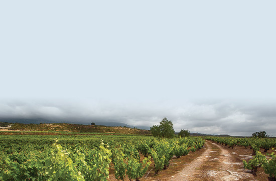 Finca Los Campos vines in Rioja, planted in 1910