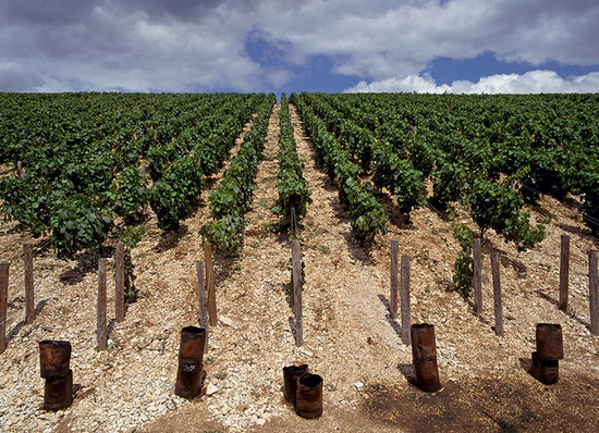 Image: Oil burning smudge pots (to prevent spring frost risk to young buds) on the Kimmeridgian clay soil of the Montmains premier cru