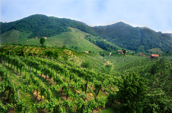 Veneto Wine Quiz Test Your Knowledge Decanter China 醇鉴中国