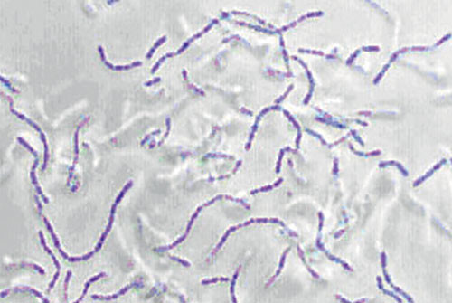 Above: Sulphur dioxide is typically used to protect against oxidation and unwanted bacteria