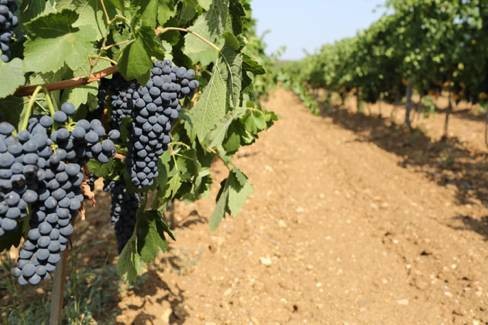 Image: Crimean vineyard Esse