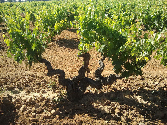 Image credit: Bodegas Protos