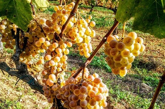 Xarel-lo grapes at Recaredo ahead of the 2016 harvest. Credit: Andrew Jefford