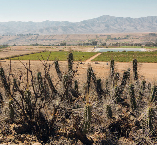 Below: Ventisquero’s Tara vineyards are planted in saline soils in Chile’s cool but arid Atacama desert