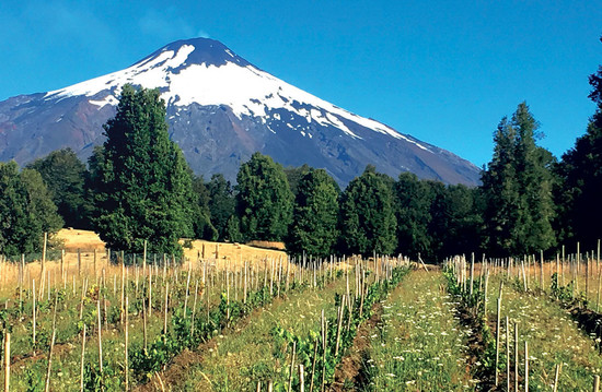 图片:De Martino的Pucon葡萄园位于智利南部阿劳卡尼亚大区Villarrica火山的陡坡上,纬度40度。图片版权:Decanter杂志
