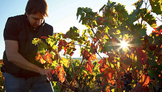 Image: Tom Puyaubert tends vines at Bodegas Exopto in Rioja 