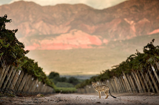 Sauvignon Blanc vineayrds in the north of Argentina. Credit: Wines of Argentina