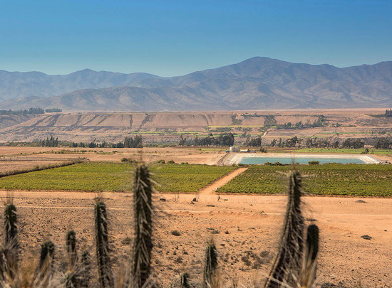 Above: Tara’s Atacama vineyard is close to the sea, making it cooler than some parts of Casablanca Valley