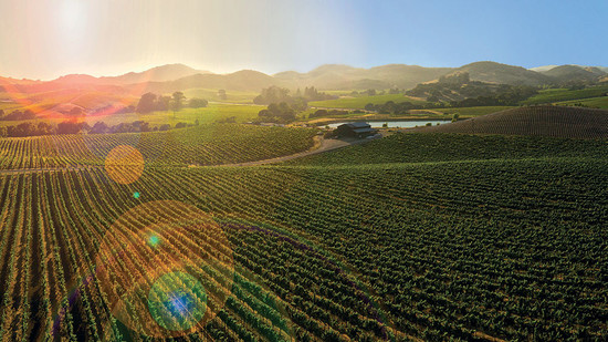 Carneros Vineyard