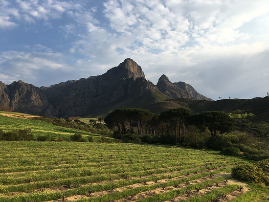 Image: South African vineyards, credit Julien Boulard