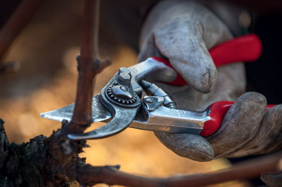 Above: vines need at least one pruning each year in winter to help contain and shape them