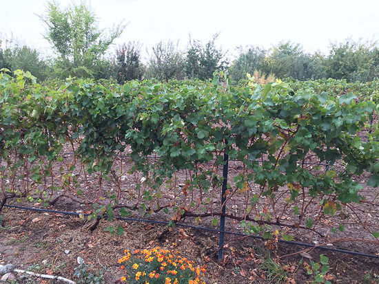 Many winemakers feel that it is only estate-farmed fruit that allows them to have total control of a wine’s quality and style. Image: Silver Heights vineyards in Ningxia, China