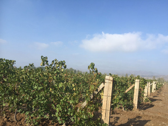 Vineyards at Legacy Peak winery with Helan Mountain area in the background. Credit: Sylvia Wu