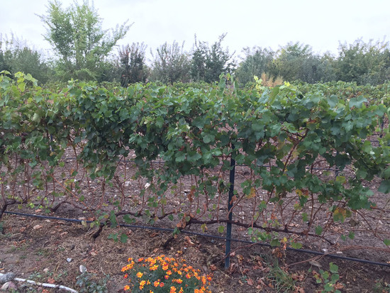Vines at Silver Heights in 2017. This shows the typical single-cordon pruning method in Ningxia. Credit: Sylvia Wu