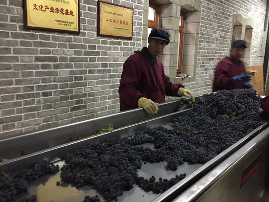 Sorting grapes during the 2017 harvest at Chateau Zhihui Yuanshi. Credit: Sylvia Wu.