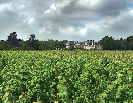 Image: the vineyards at Léoville-Barton