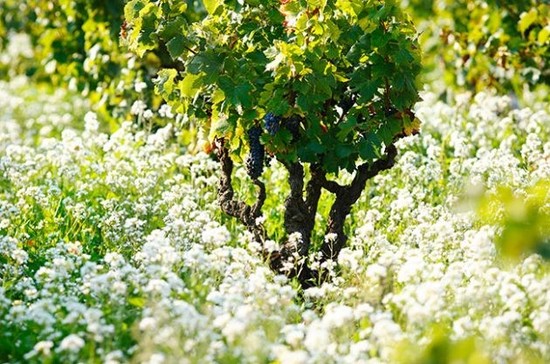 Image: Domaine de Marcoux vines, Chateauneuf-du-Pape
