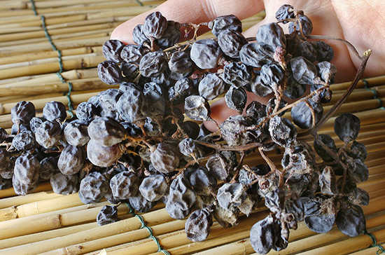 Appassimento grapes at Agricola Masi