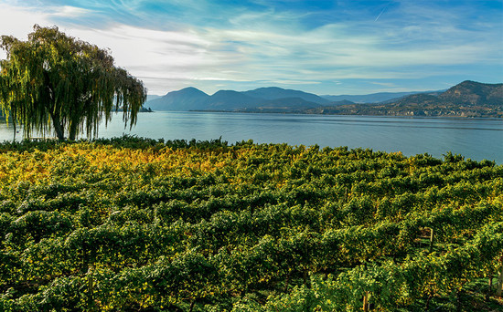 McGraw Vineyard, Okanagan Valley