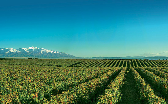 Finca Los Carolinos, Uco Valley