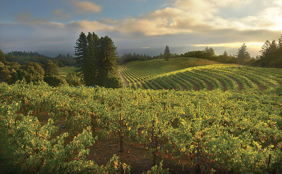 Jack London Vineyard, Sonoma