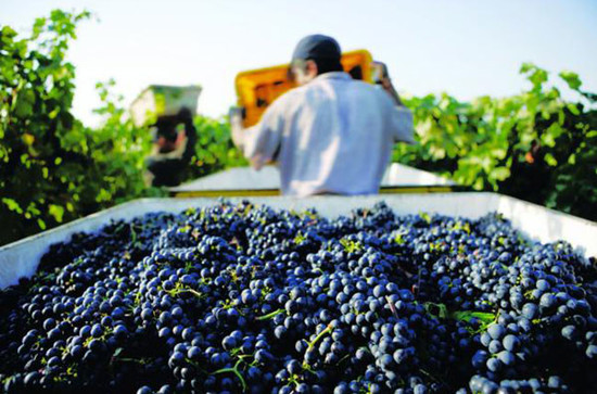 The California grape harvest.	Credit: Wine Institute of California