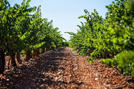 Image: Vineyard in Rueda, credit Marqués de Riscal