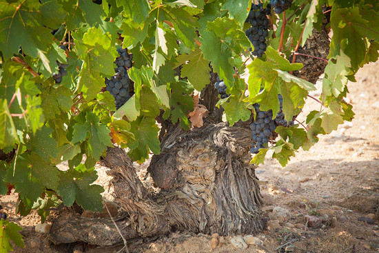 Image: Tempranillo grape, credit Marqués de Riscal