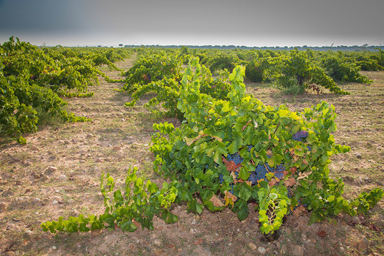 Image: Garnacha vine from Riscal’s Finca Emérito, Villaeste, credit: Marqués de Riscal