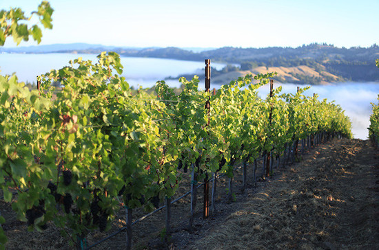 Kutch vineyards in Sonoma. Credit: Kutch